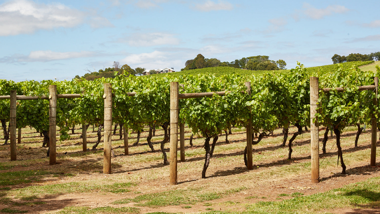 Our Story Crafting Premium Tasmanian Wines Bay of Fires Wine