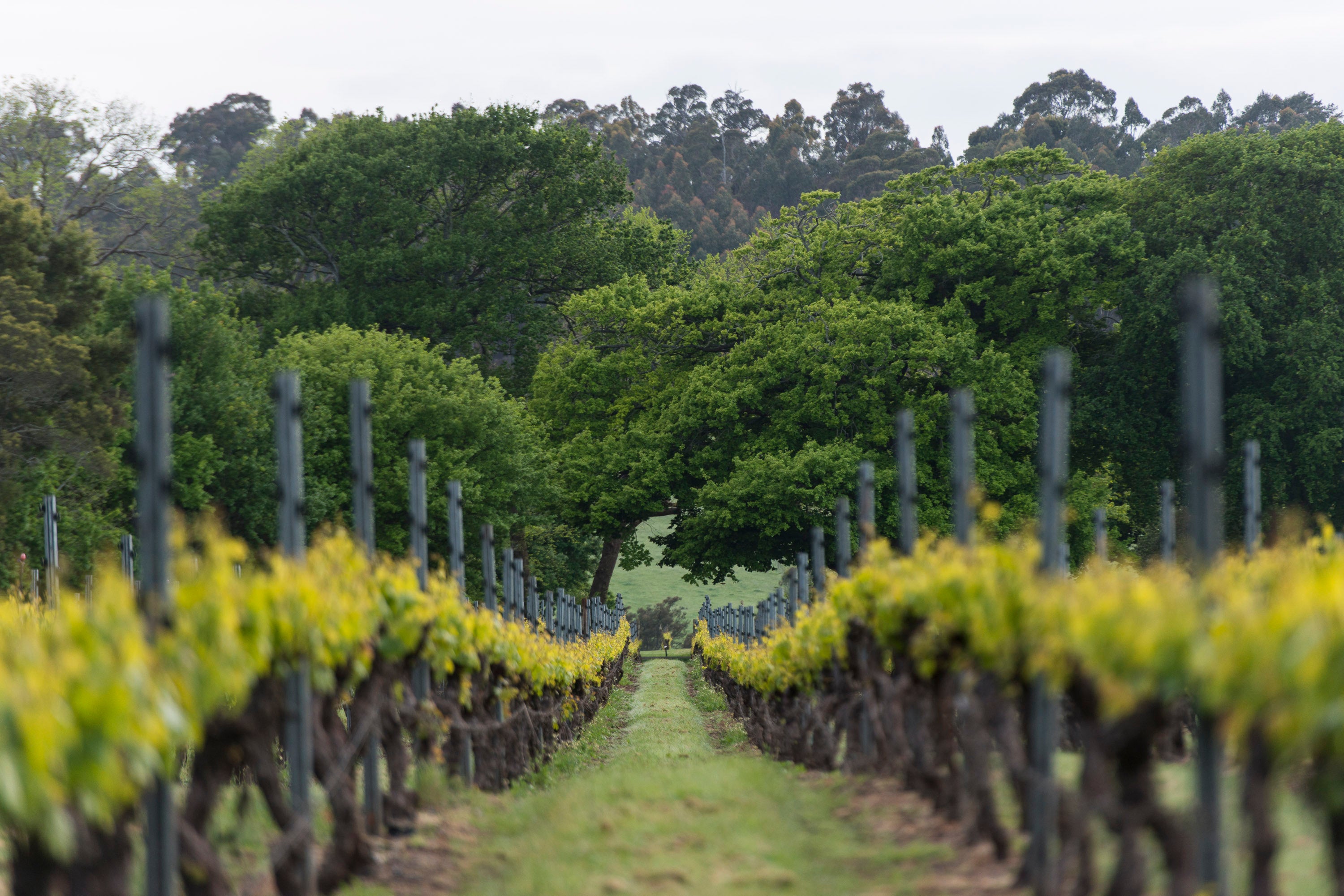 Experience the Art of Winemaking Bay of Fires Wine